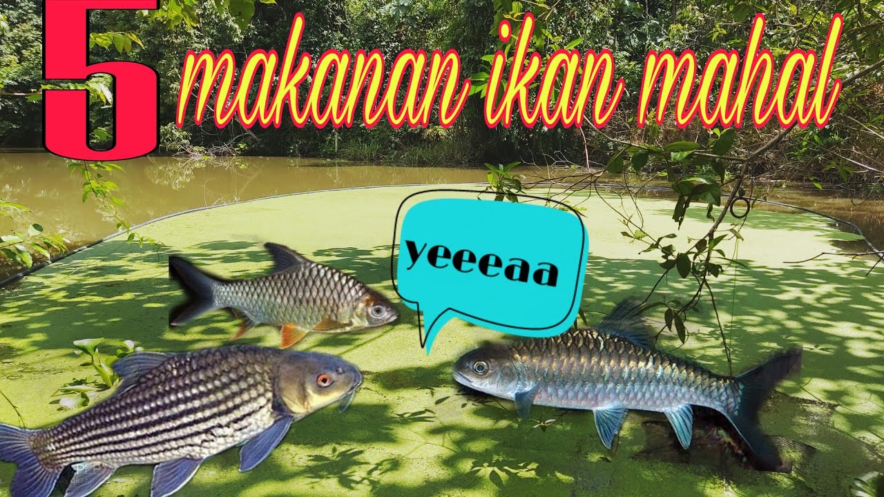5 makanan ❗FREE❗ menternak ikan sungai