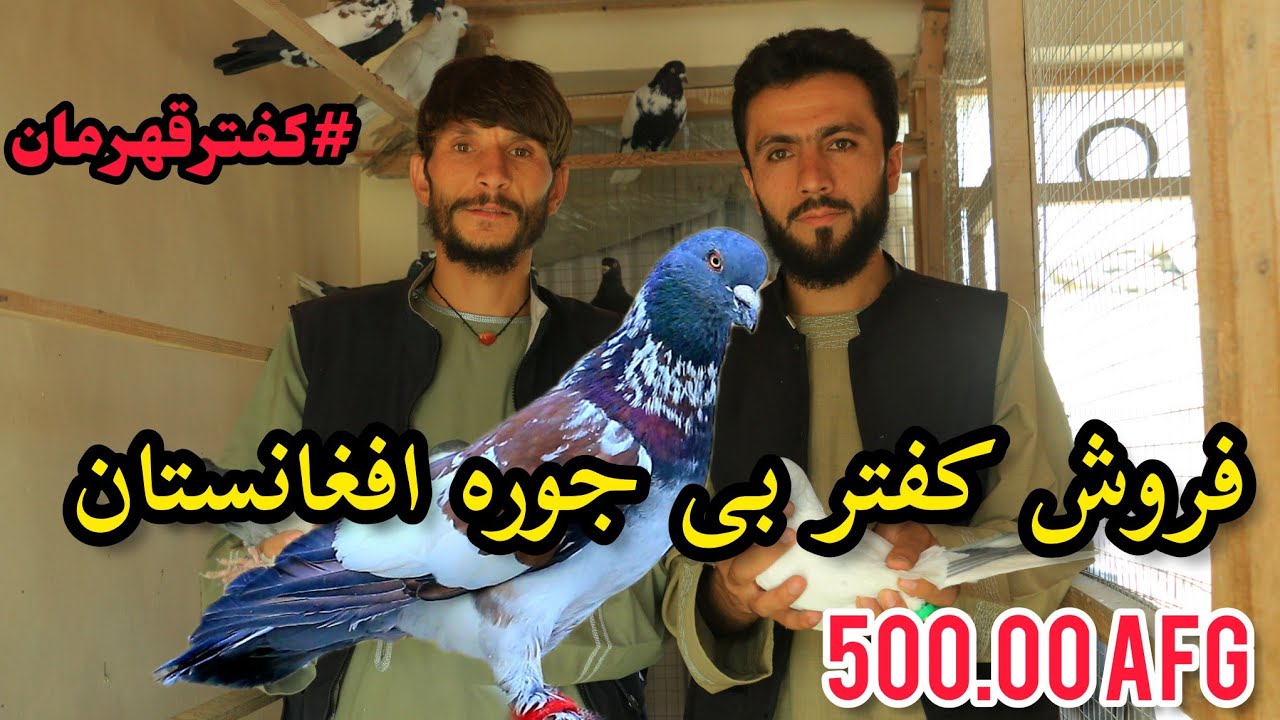فروش کفتر بی جوره افغانستان به پنجاه هزار افغانی|champion pigeons|کفتر قهرمان برای فروش|خیل آخر هفته