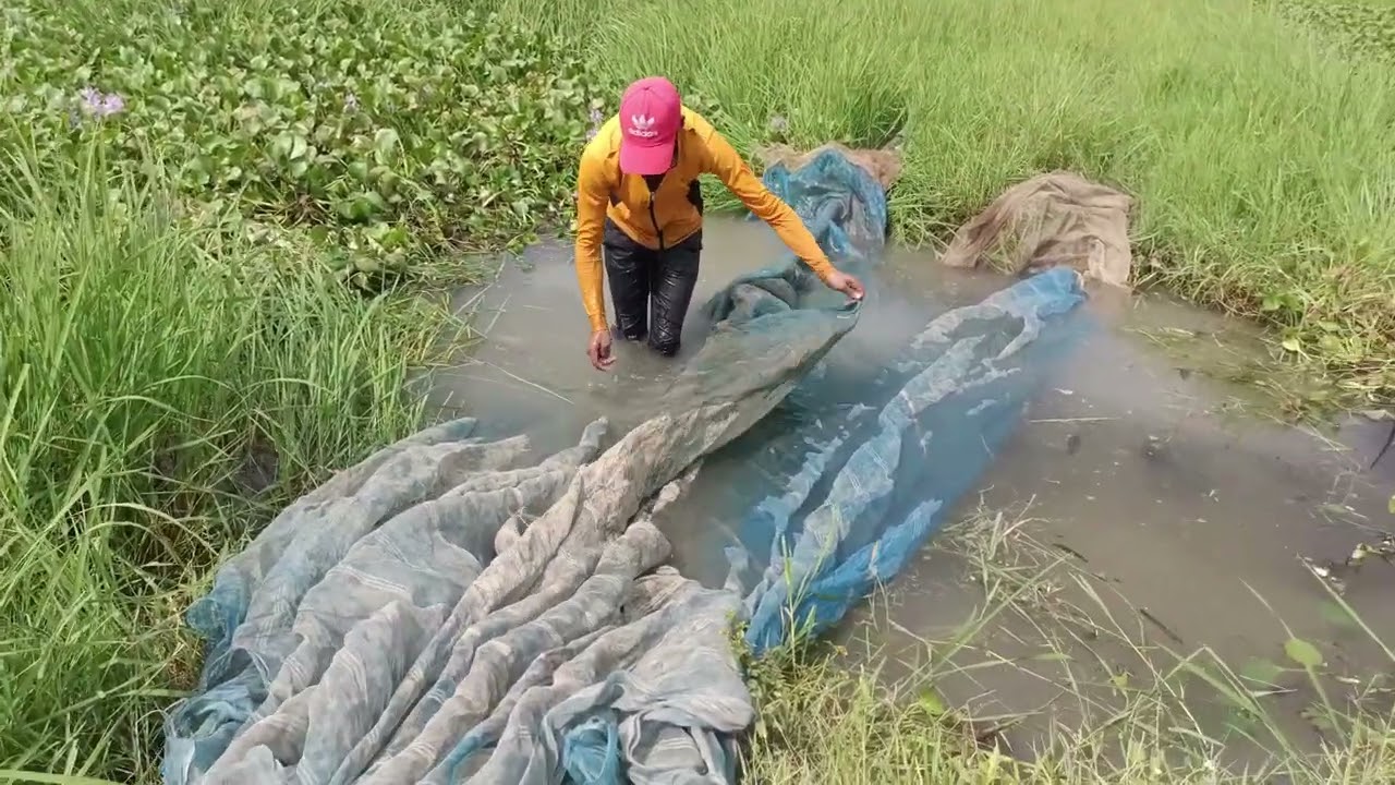 देखिए अपने खेतों का मछली के शिकार कैसे वह भी देसी तरीके#fishing #fishingtechniques fish 🐋...