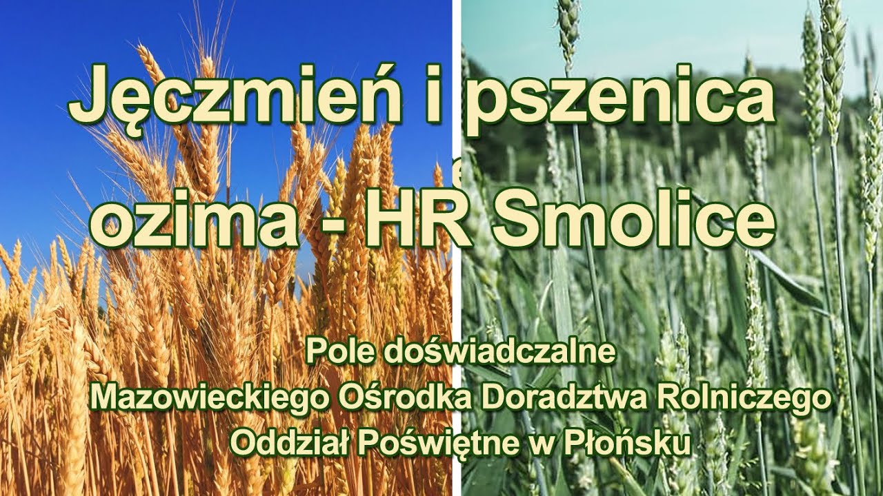 Małgorzata Ryzińska, HR Smolice - Jęczmień ozimy i pszenica ozima