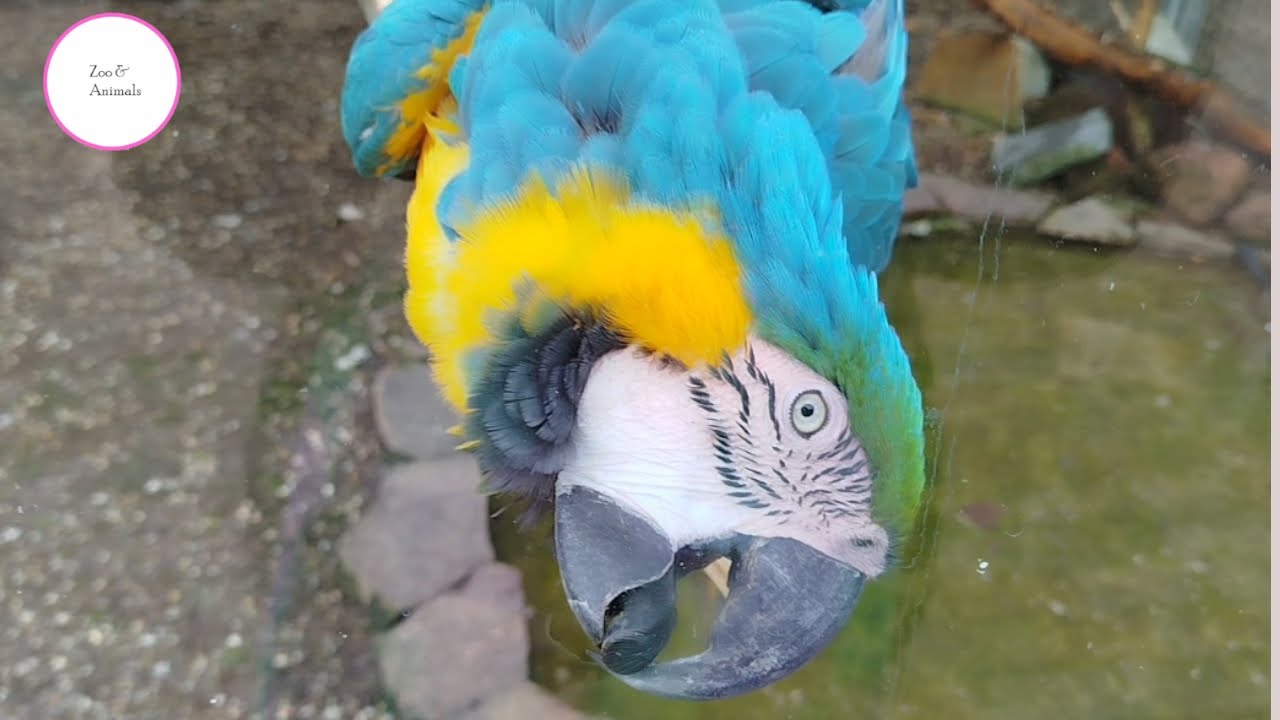 The blue yellow macaw shows off rollong his funny shaped tongue.