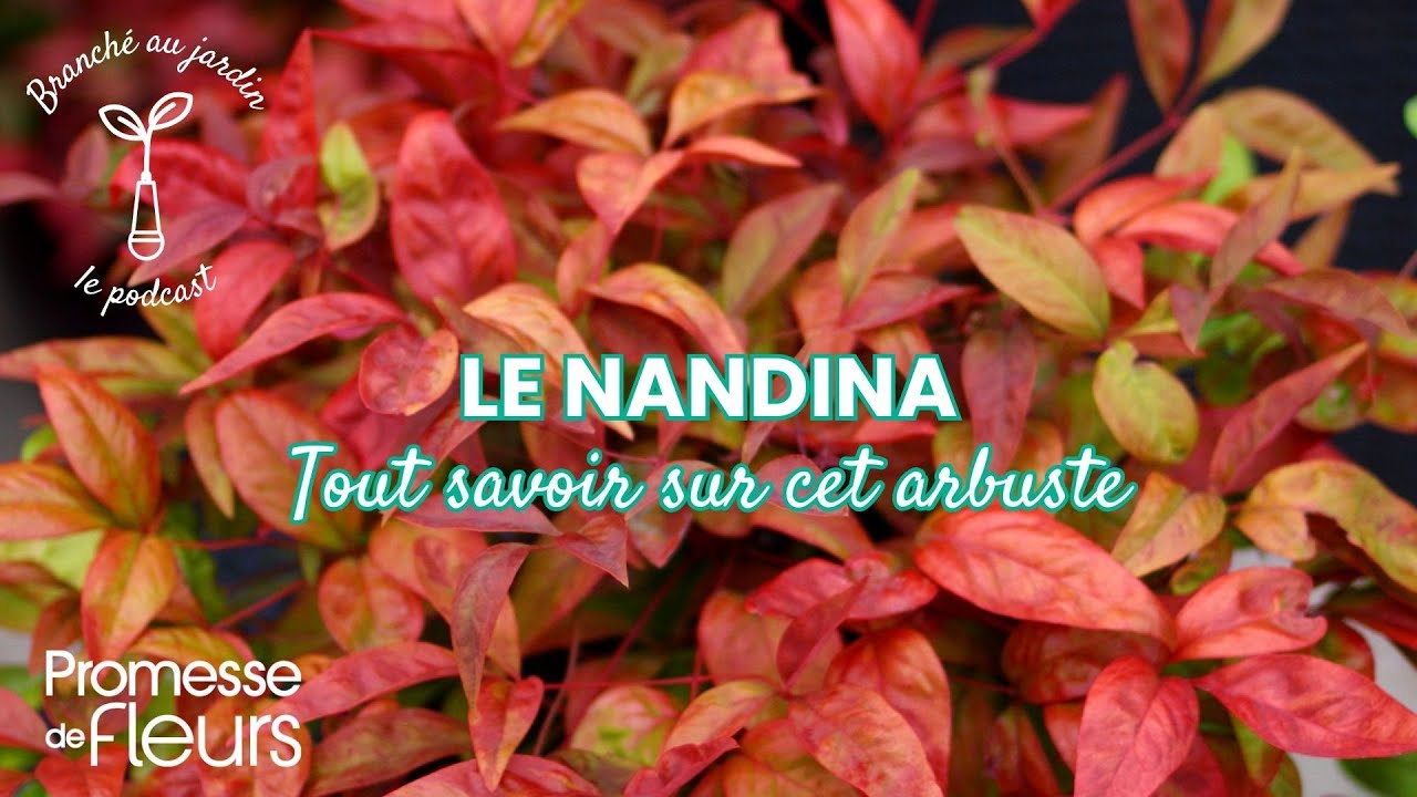 Le Nandina : tout savoir sur le bambou sacré