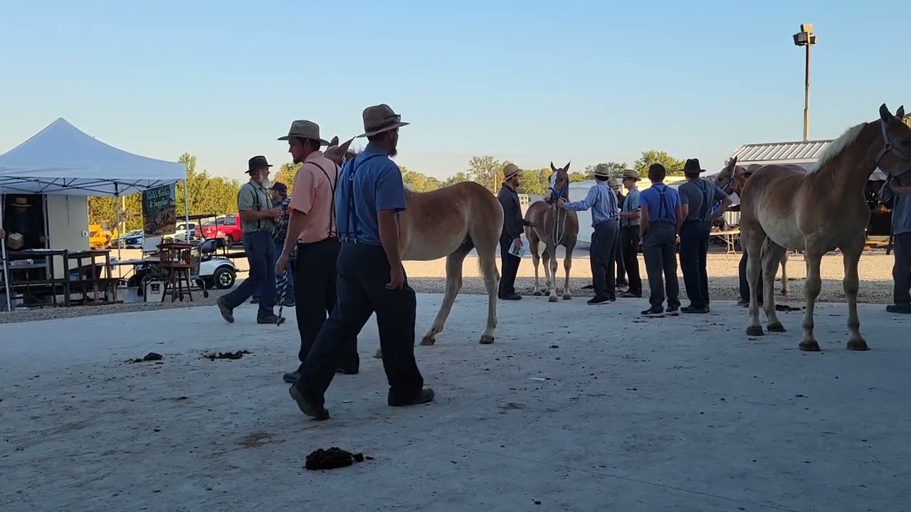 Southern Indiana Draft Horse Auction..sale day