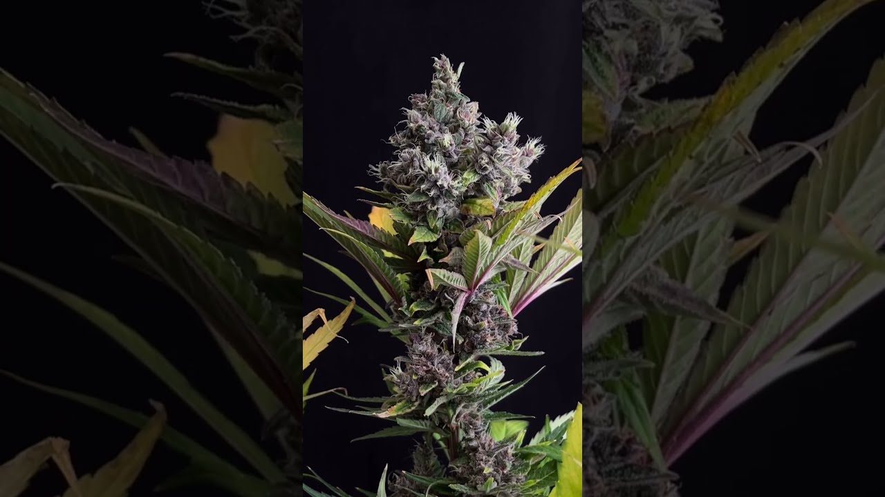Black Muffin F1 Fast Version&reg; de Sweet Seeds&reg; con Mills Nutrients