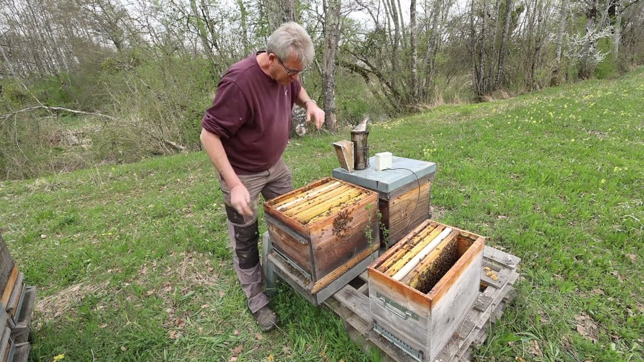 faire un essaim sur 1 ruche forte, "sarclage" des CR à 8 jours, contrôle des CR dispo en finisseur