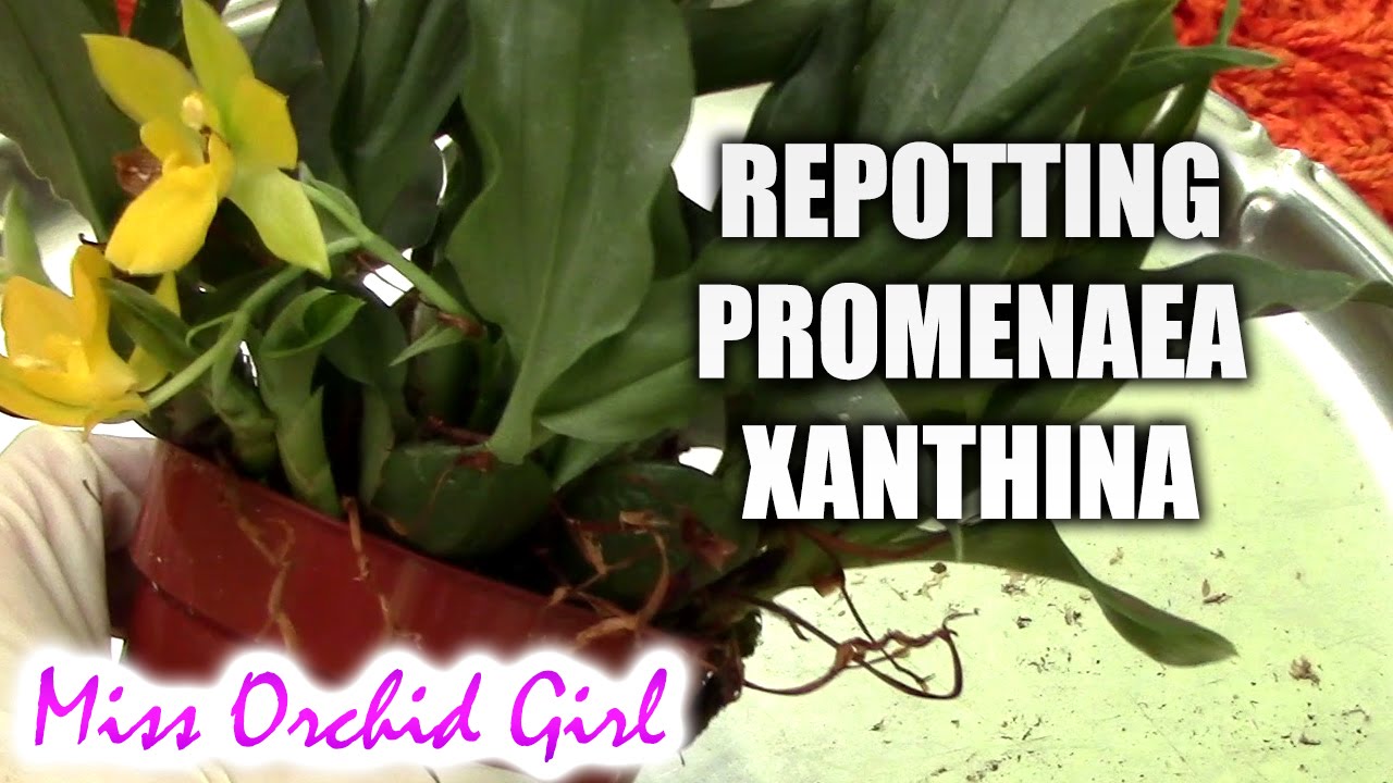 Repotting and dividing Promenaea xanthina orchid
