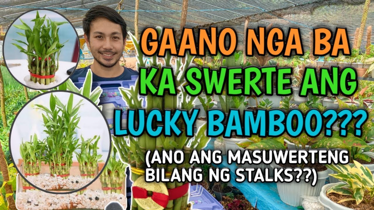 ALAMIN ANG MASUWERTENG BILANG NG STALKS NG LUCKY BAMBOO | HOW TO WATER PROPAGATE