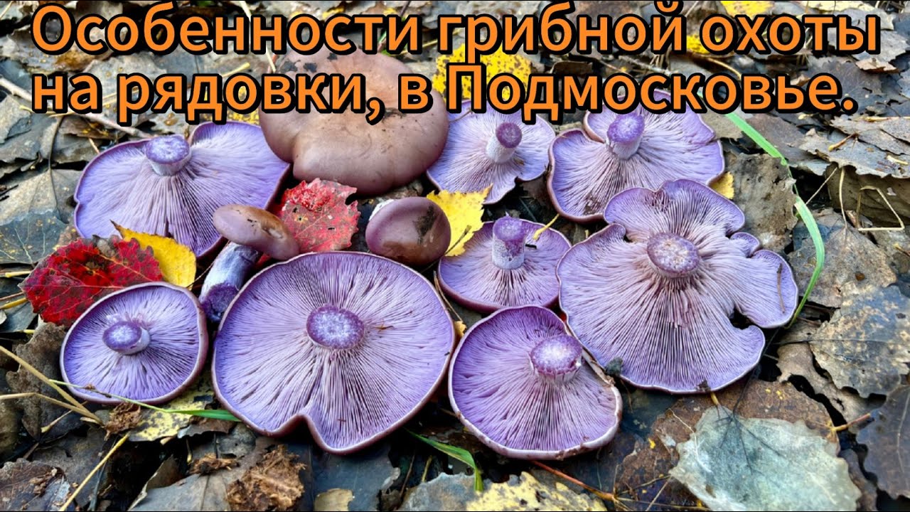 Особенности грибной охоты на рядовки, в Подмосковье
