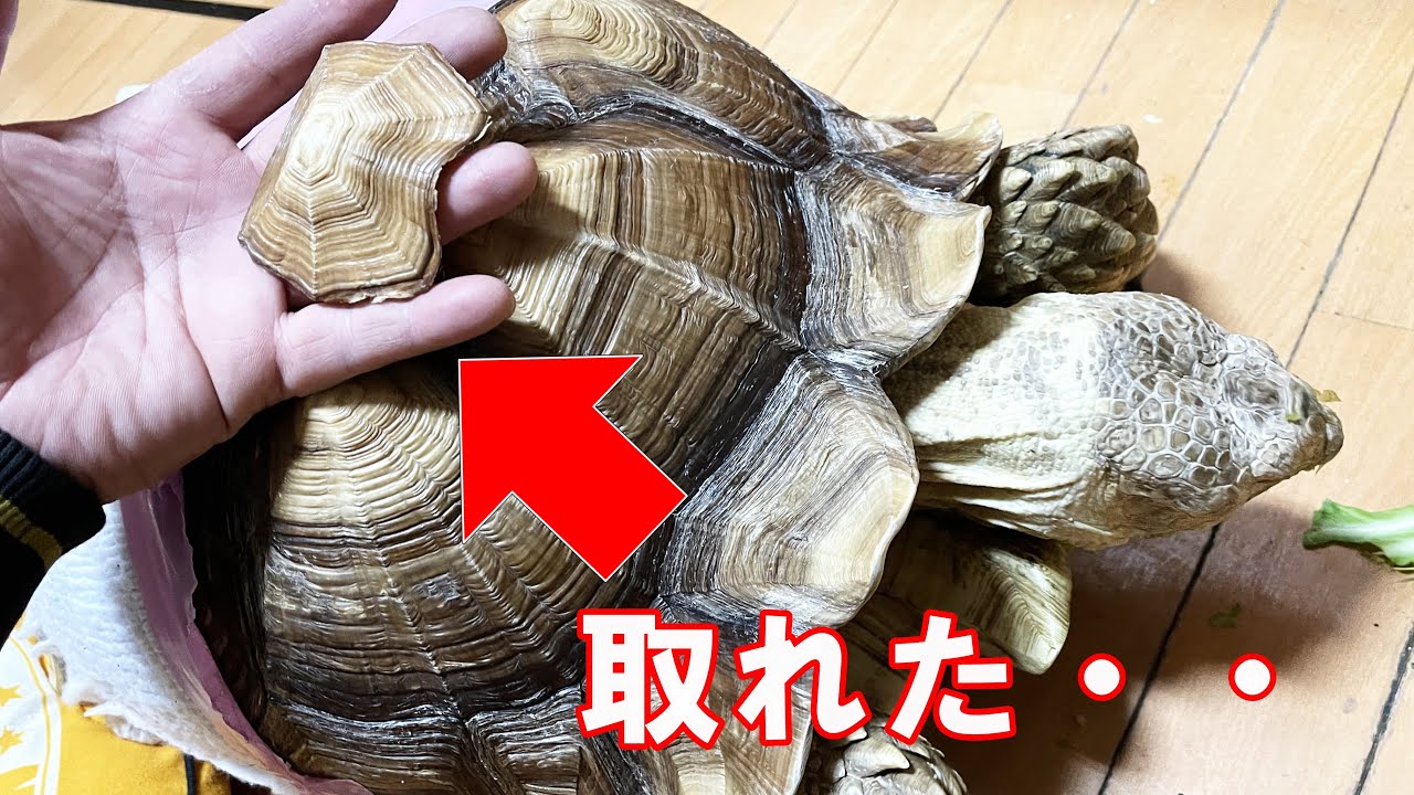 ケヅメリクガメの甲羅が取れました。中はどうなっているのかな？