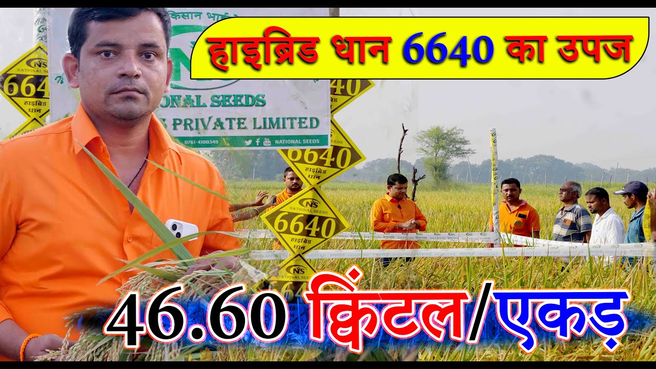 Hybrid Paddy 6640 | किसानों की No.1 पसंद | भारी दाने वाला धान 6640 का उपज = 46.60 क्विंटल/एकड़ उपज