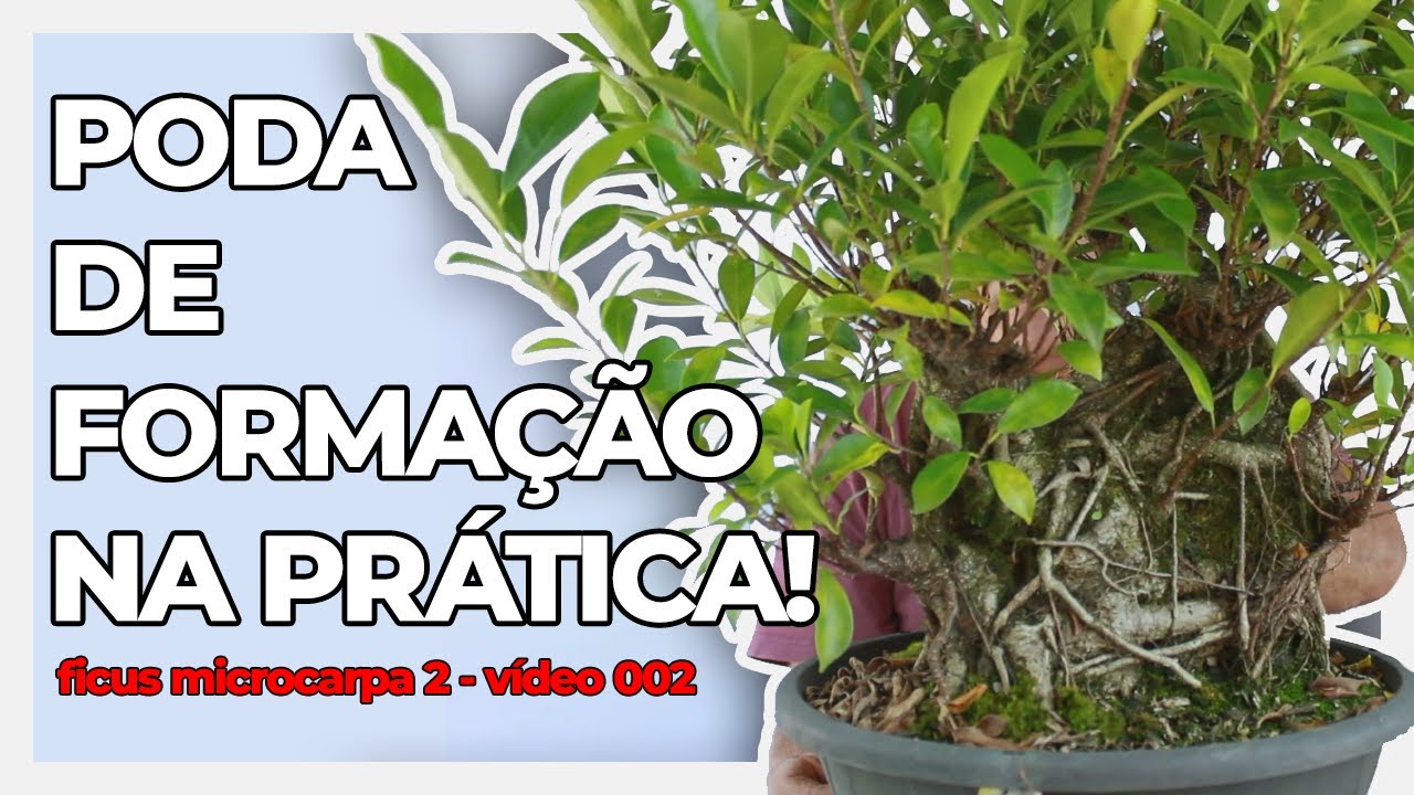 FORMAÇÃO DE UM PRÉ BONSAI DE FIGUEIRA DE YAMADORI | Ficus Microcarpa 2 | Vídeo 2