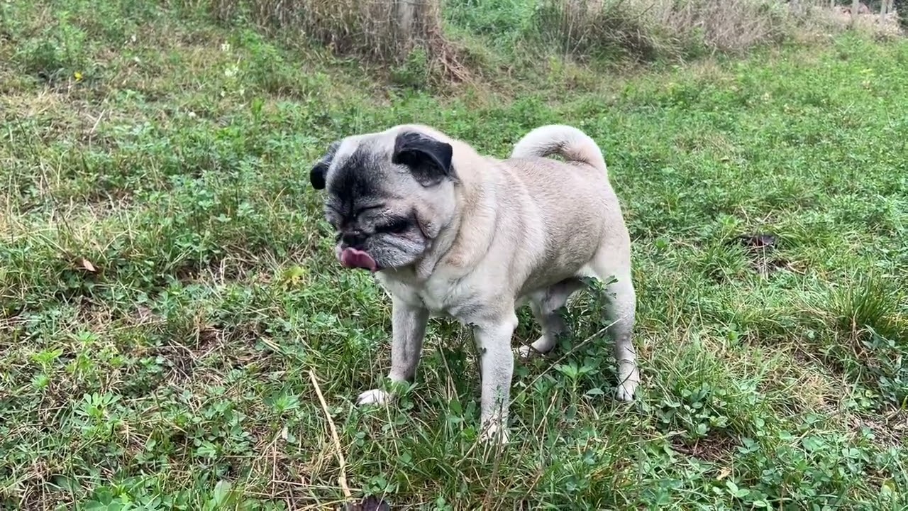 Maurice The Pug - Pug Recovery: Standing Again After a Week 