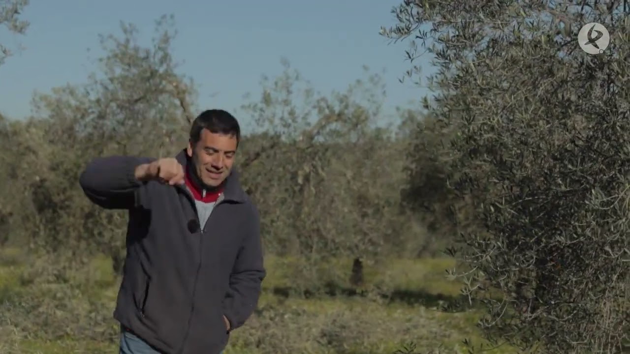 Intensa poda para rebrotar un olivar | El campo es vida