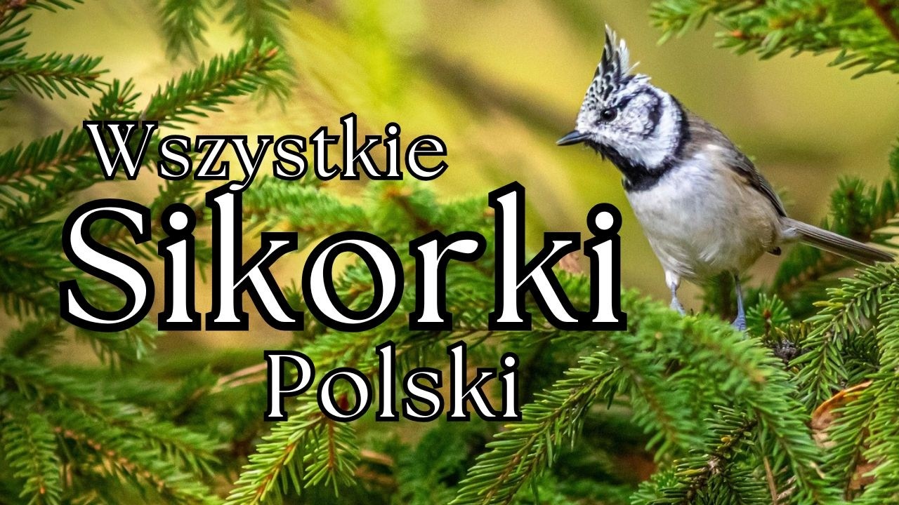 Wszystkie Sikorki Polski | Podcast o Zwierzętach nr 17