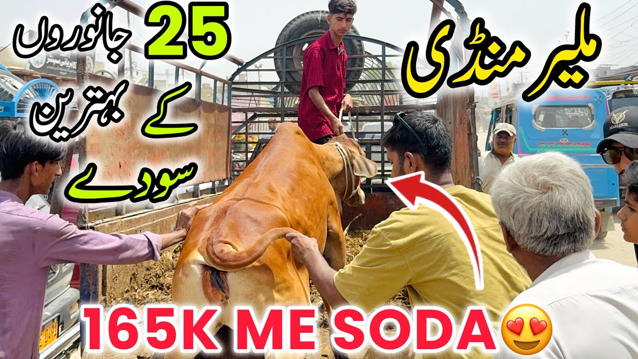Malir Mandi Karachi Cattle Rates Update | 7 April 2026 | Cow Mandi 2026