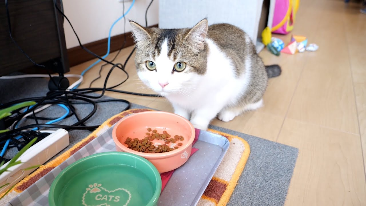 I went to see Fifi, the kitten! Then he was so huge! LOL!