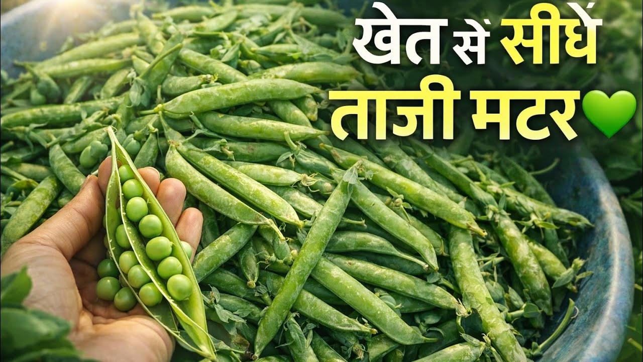 अपनी खेत की ताजी सब्जियां/ आज हमने क्या हार्वेस्ट किया 🤔🌾🍃