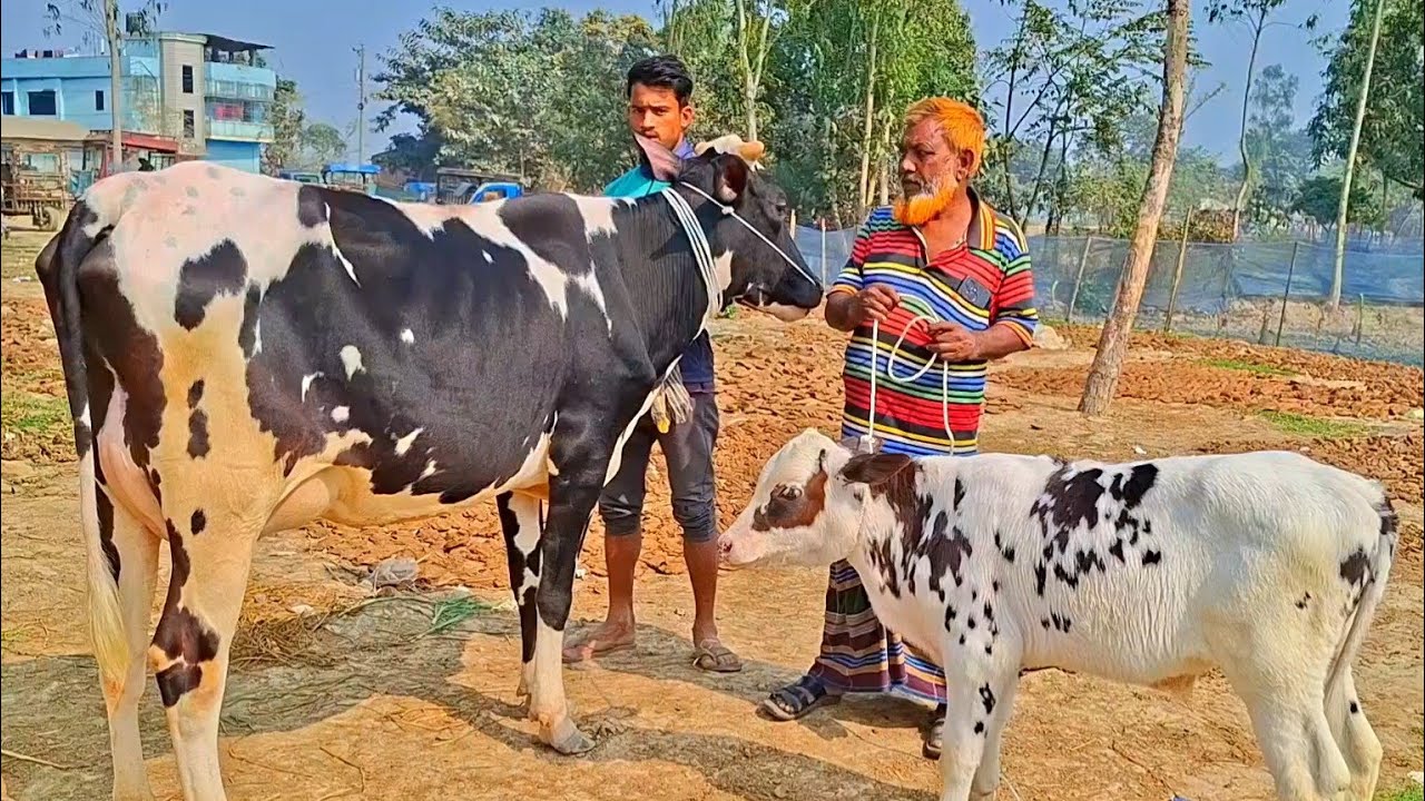 @আজ ৬/২/২৬ | উন্নত জাতের দুধের গাভী ও বাছুর গরুর দাম | আমবাড়ী হাট |দিনাজপুর 
