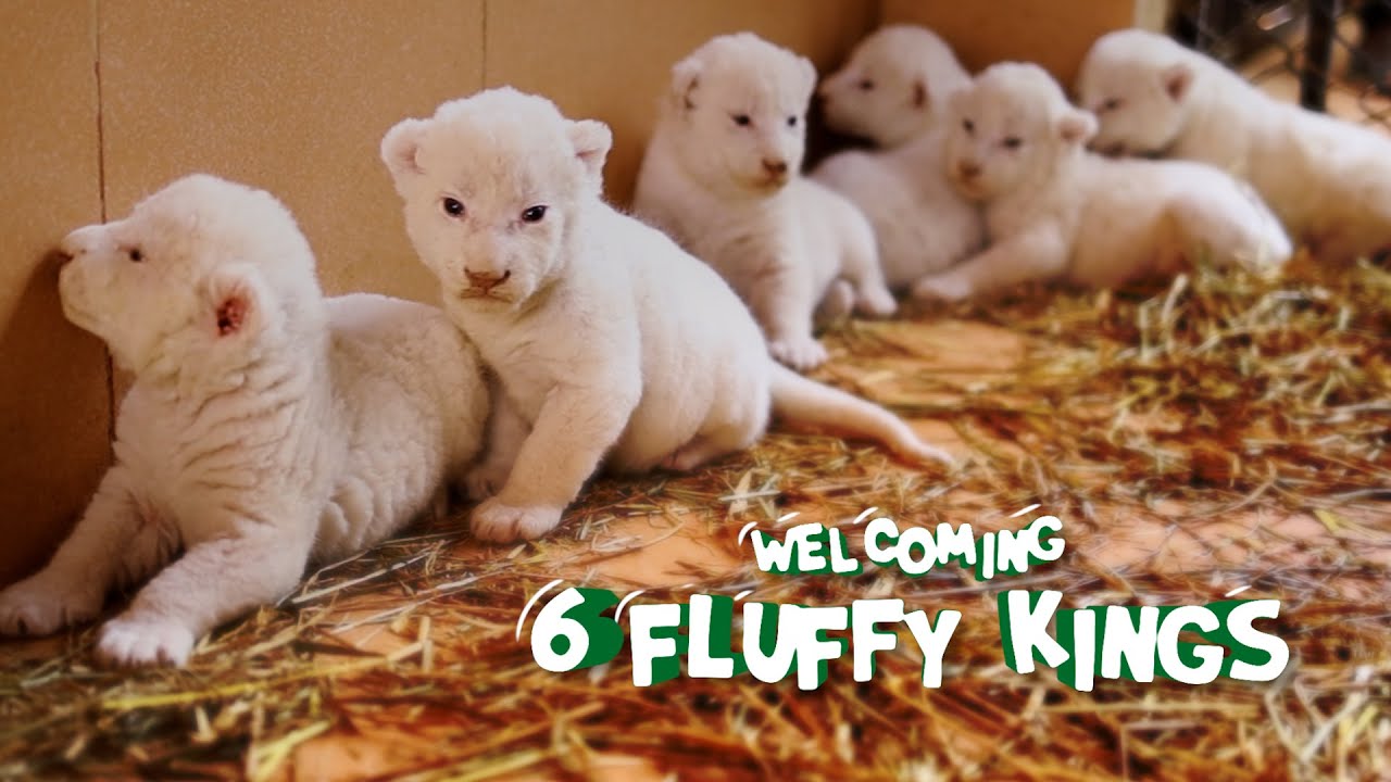 Welcoming Fluffy Cubs | White African Lions | DanZoo Bahria Town Karachi