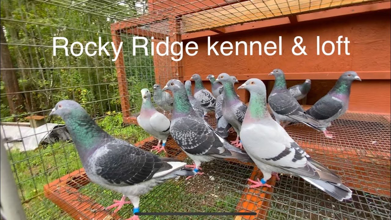 Racing Pigeon breeding loft plans