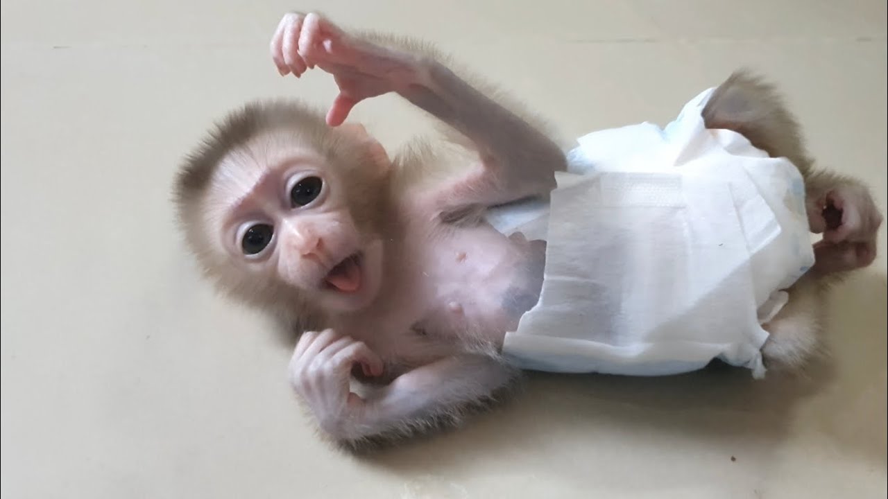 Baby monkey Bryyan ready to bed