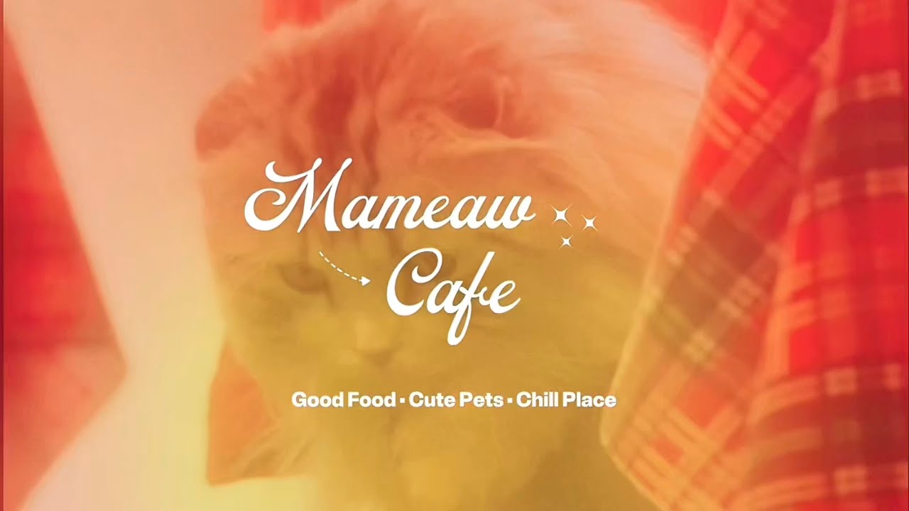 Review Ma meow Cafe 🐱🐶 Khlong 6, Pathum Thani