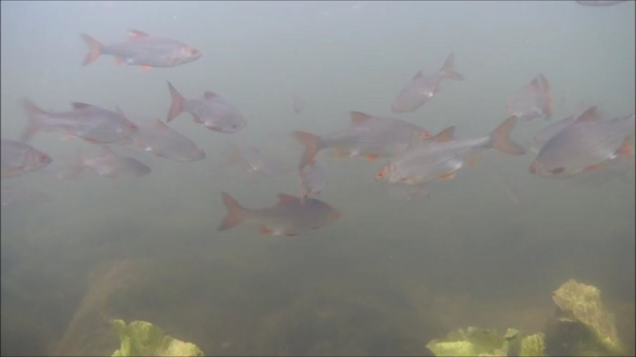 River Chelmer and Ter Underwater 9/7/18