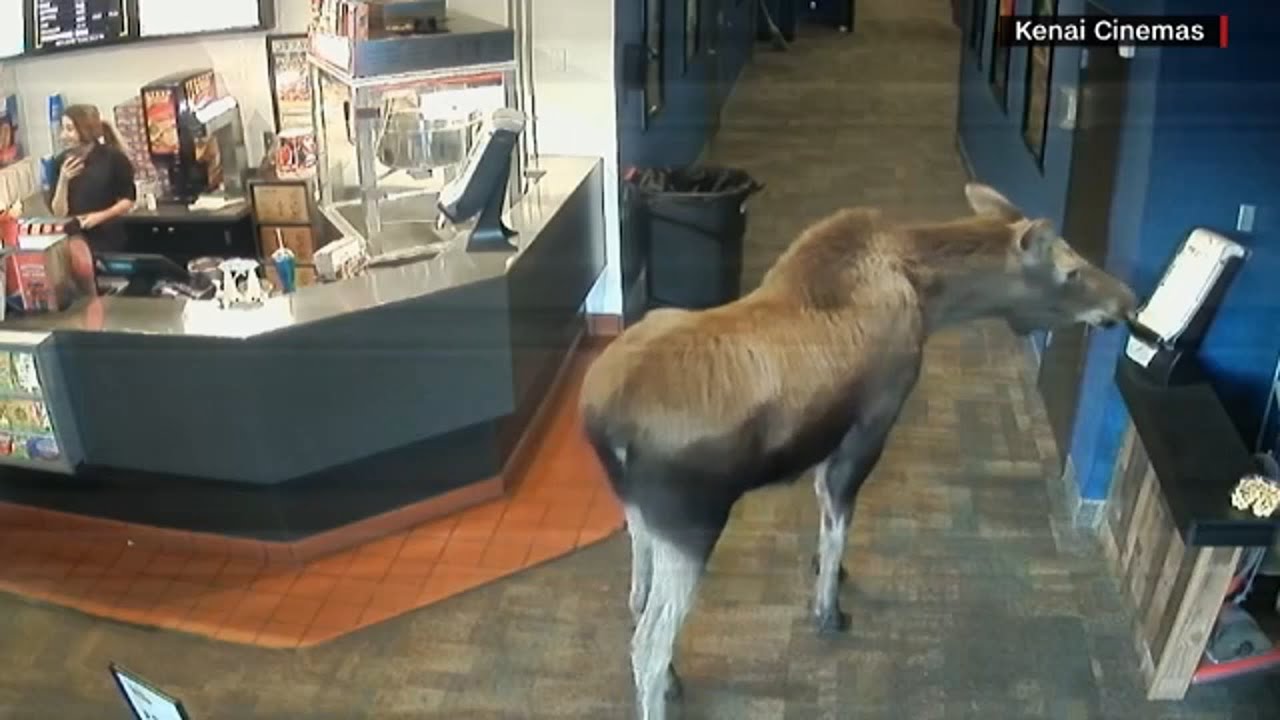 WATCH: Moose strolls into Alaska movie theater, eats popcorn