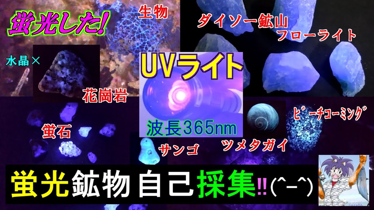 蛍光したぞ！、ＵＶライトで自己採集の鉱物を蛍光観察！！。蛍石、花崗岩、石英、サンゴ、ツメタガイ、ビーチコーミングなどなど奇麗でした(^^) 2025年5月上旬