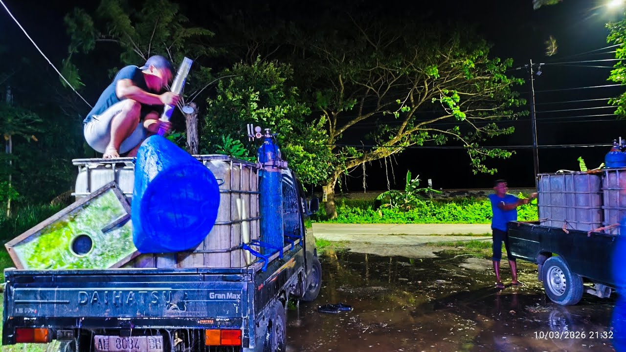 Penimbangan Patin 150Kg Untuk Mabar Besok Rabu Malam di KP. Arjuna Madiun