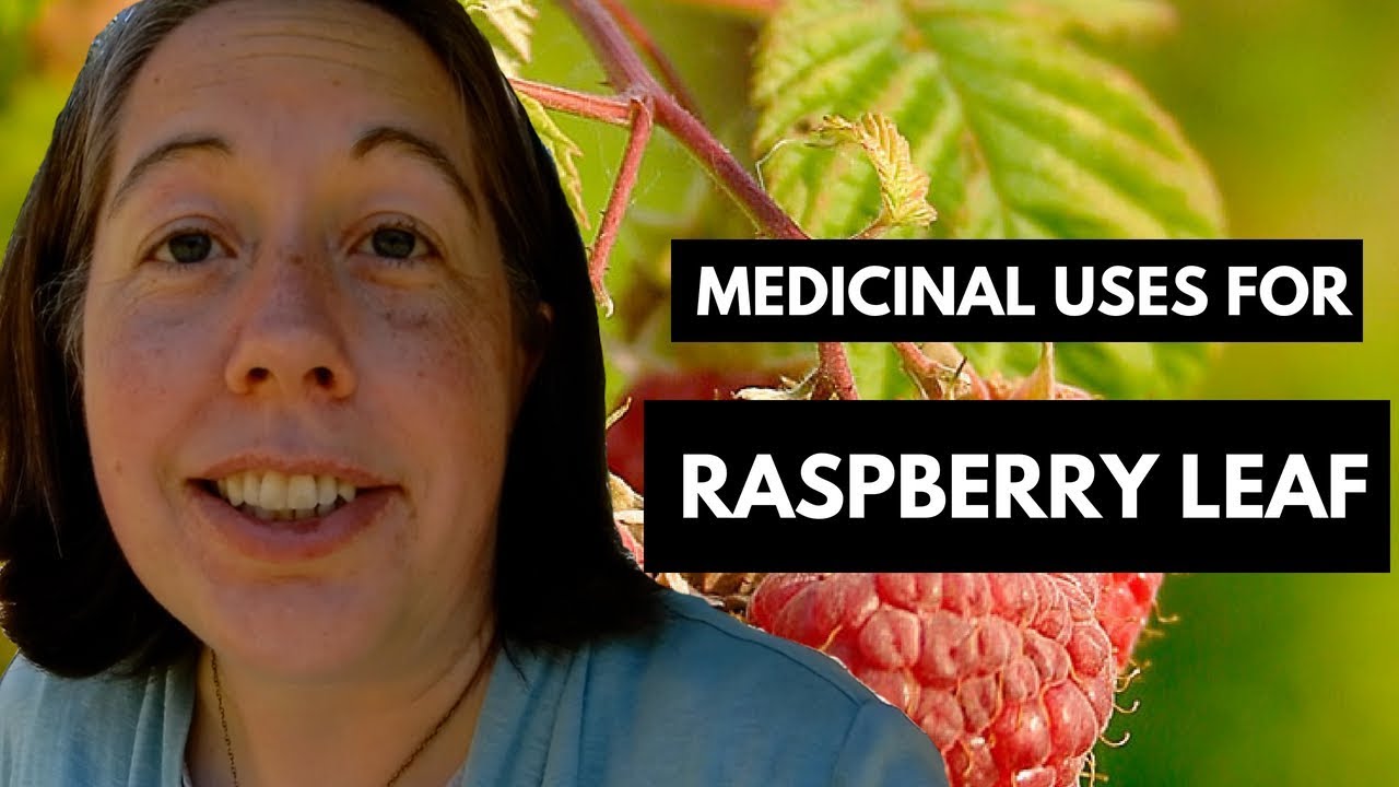 Uses for Raspberry Leaves (Medicine and Culinary)