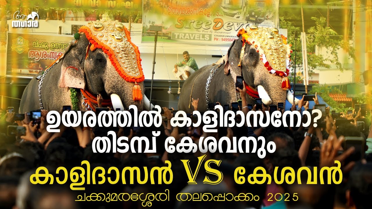 ഉയരത്തിൽ കാളിദാസനോ? തിടമ്പ് കേശവനും | CHIRAKKAL KALIDASAN VS PUTHUPPALLY KESHAVAN | KERALA ELEPHANTS