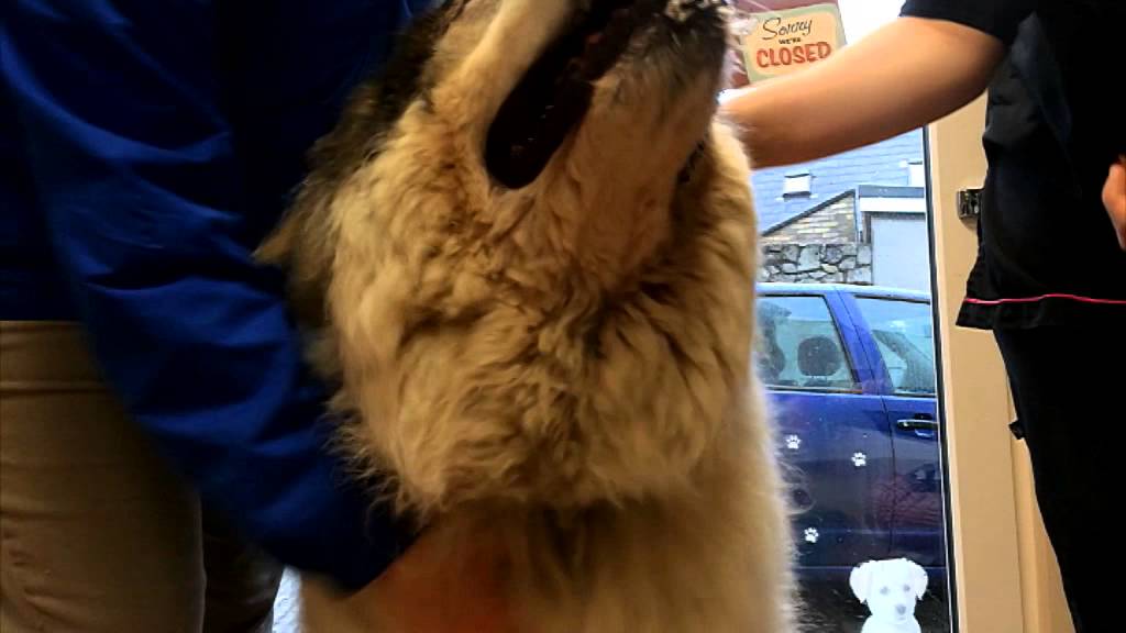 &lsquo;Doggy daycare&rsquo; signals economic improvements