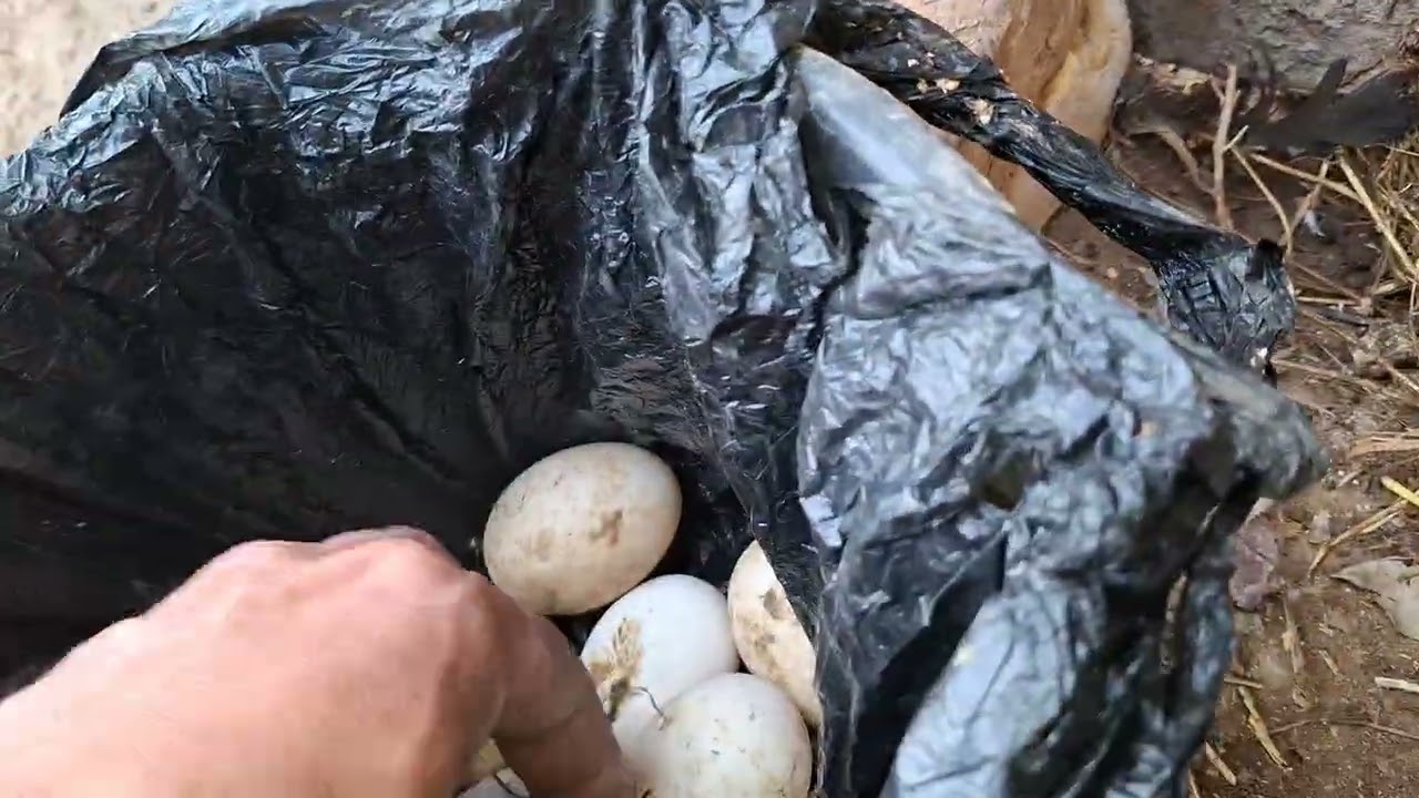 Худо бераман деса хеч нарса эмас 🦆🦆🦆🦆🦆 Урдакларни хам купайтириш ният бор . Булар сертхум экан койил