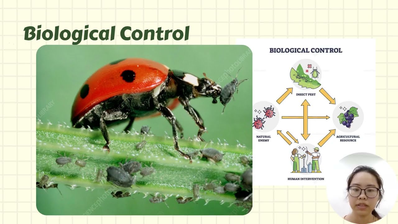 MSCB1503-01 AGRICULTURAL PRACTICES | ASSIGNMENT 2 | INTEGRATED PEST MANAGEMENT (IPM)
