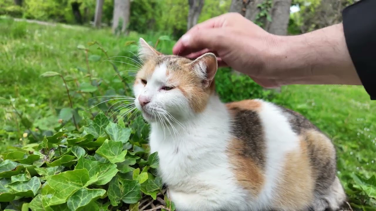 My favourite thing is to go and pet the cats in the sea garden and feed them after that