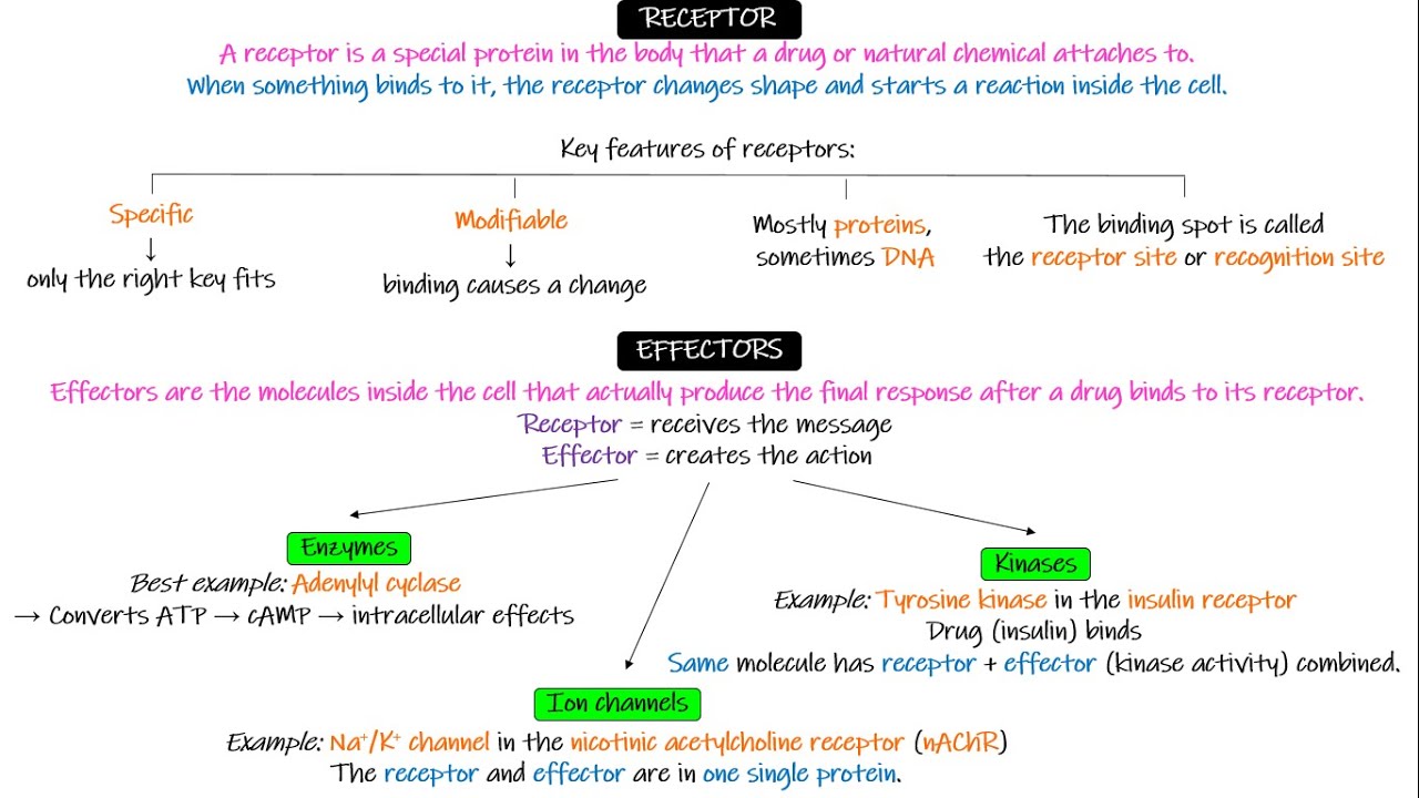 Эффективность, потенция, градуированная и количественная кривая зависимости доза-эффект. Глава 2,...