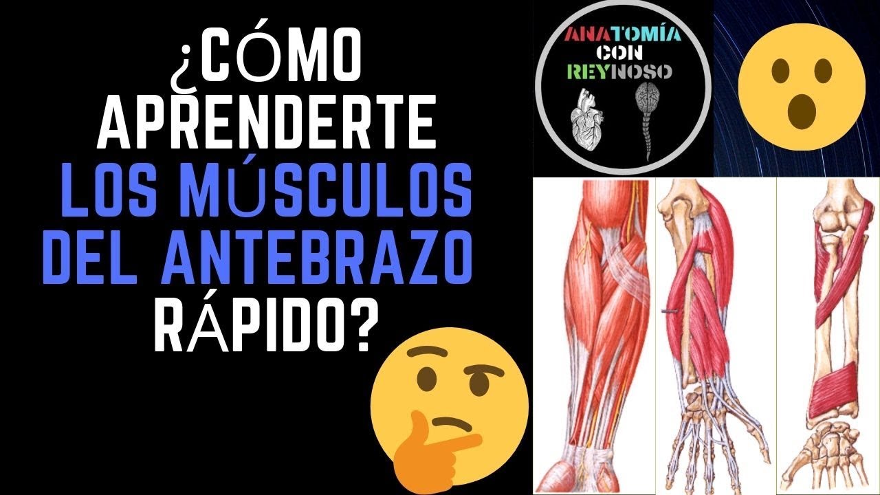 ¿Cómo Aprenderte Los Músculos del Antebrazo?