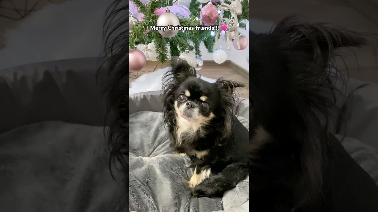 Merry Xmas friends😘#dog#chihuahua#christmas#shorts#shortsvideo#youtube#youtubeshorts#viral#trending