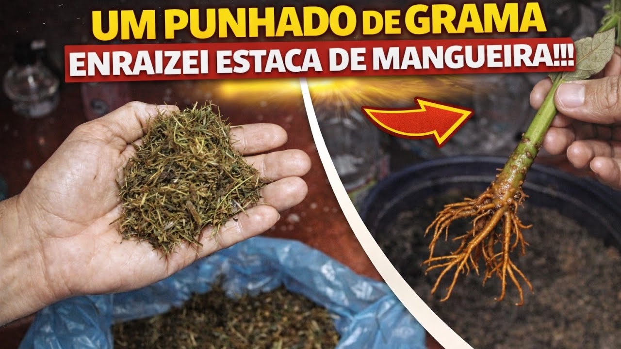 UM PUNHADO DE GRAMA ENRAIZEI ESTACA DE MANGUEIRA!!!