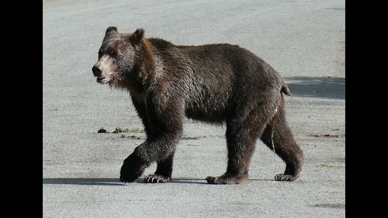 Au pays de l'aigle et du grizzly - Yukon / Alaska 2017 (Robert)