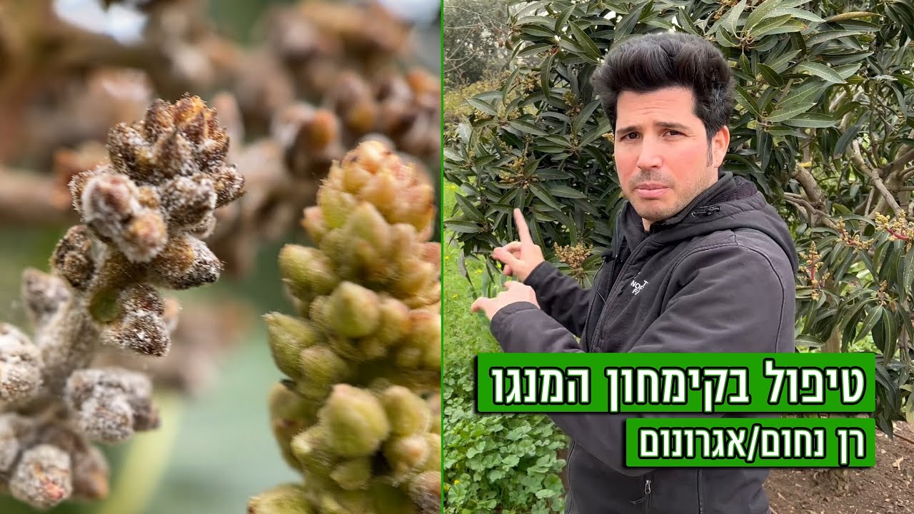 טיפול בקימחון המנגו