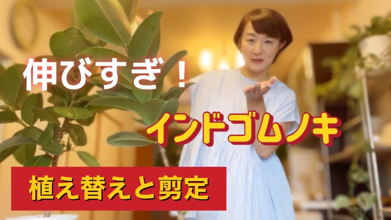挿し木から1年！！伸びすぎインドゴムノキの植え替えと剪定やってみた#インドゴムノキ #フィカス