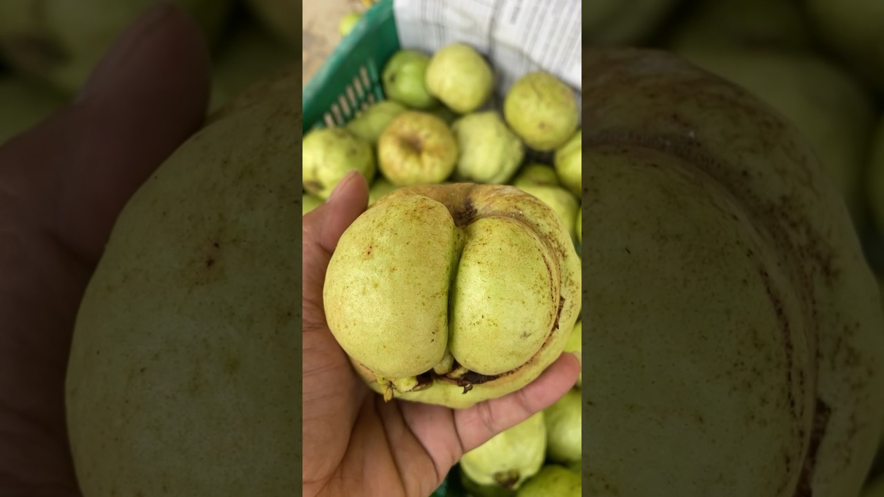 Jamkis bahenol #petani #jambu #petanimuda #petanimilenial #shorts