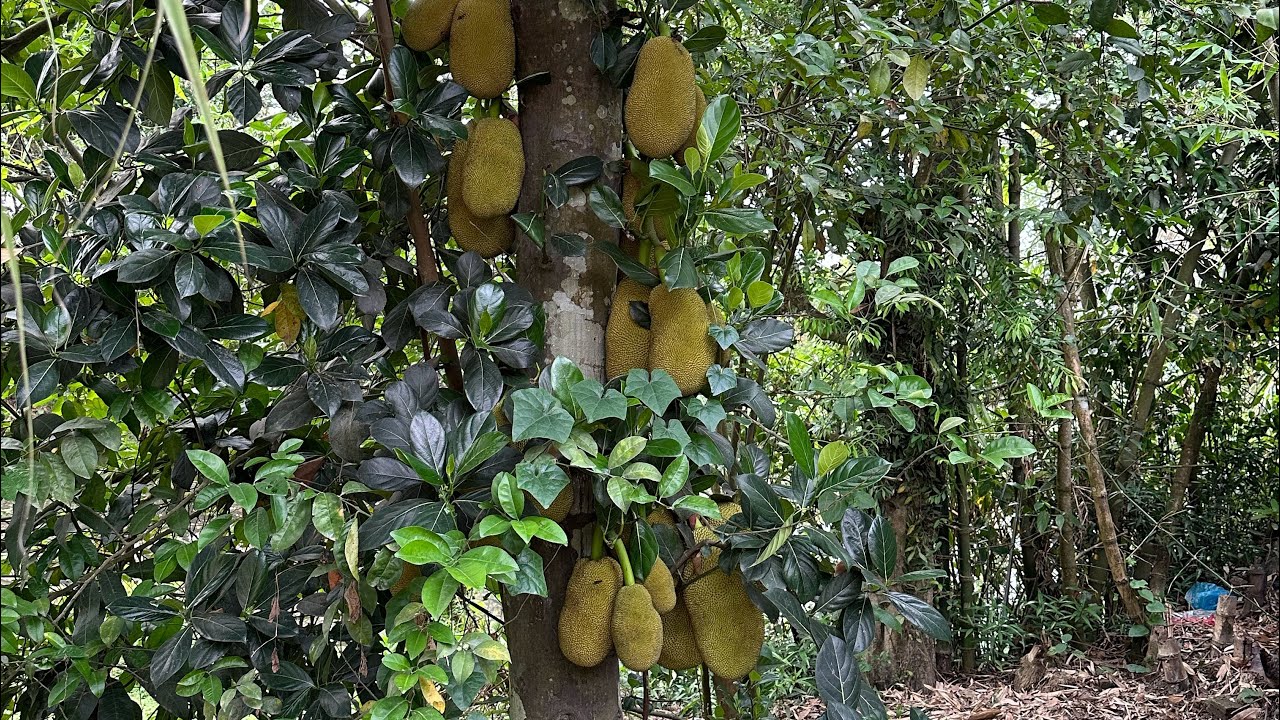 বাংলাদেশ থেকে বিদায় নিয়ে চলে যাচ্ছি লন্ডনে আজকে বাংলাদেশ আমাদের শেষ দিন