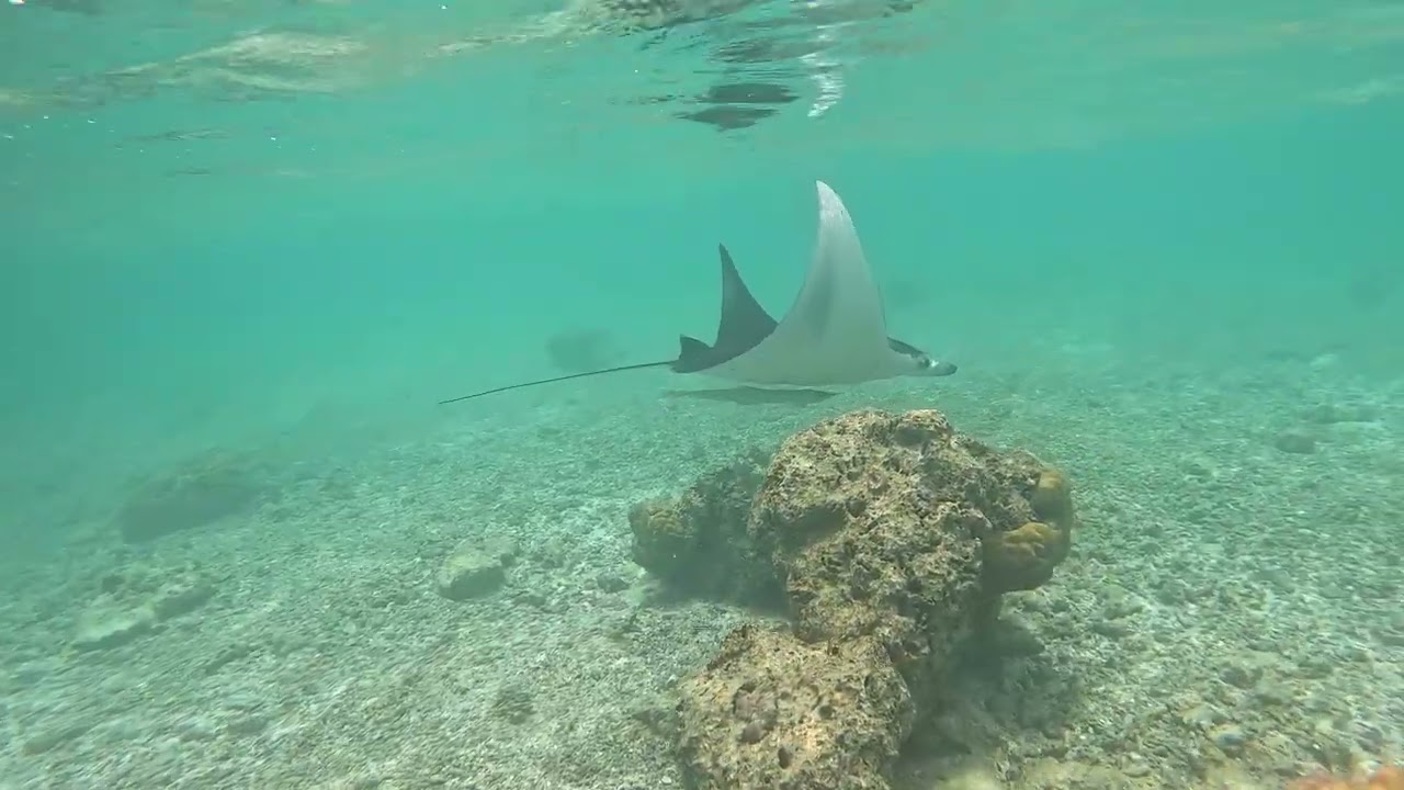 Ellaidhoo, Maldives: House Reef snorkelling at its best (and some beautiful diving)
