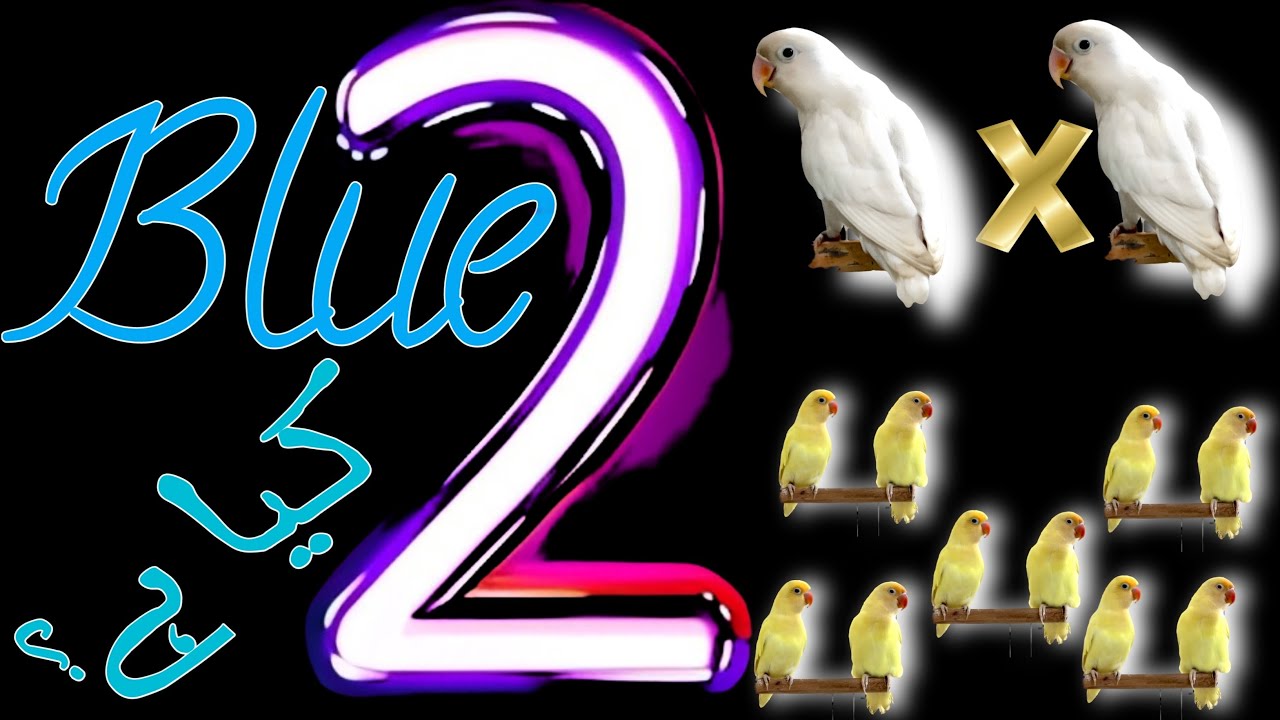 How to Produce Blue 2 Lovebird | Simple Working