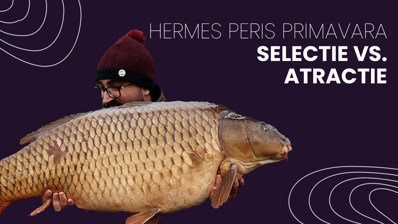 Pescuit la Crap pe Hermes Peris Primavara - Selectie vs. Atractie