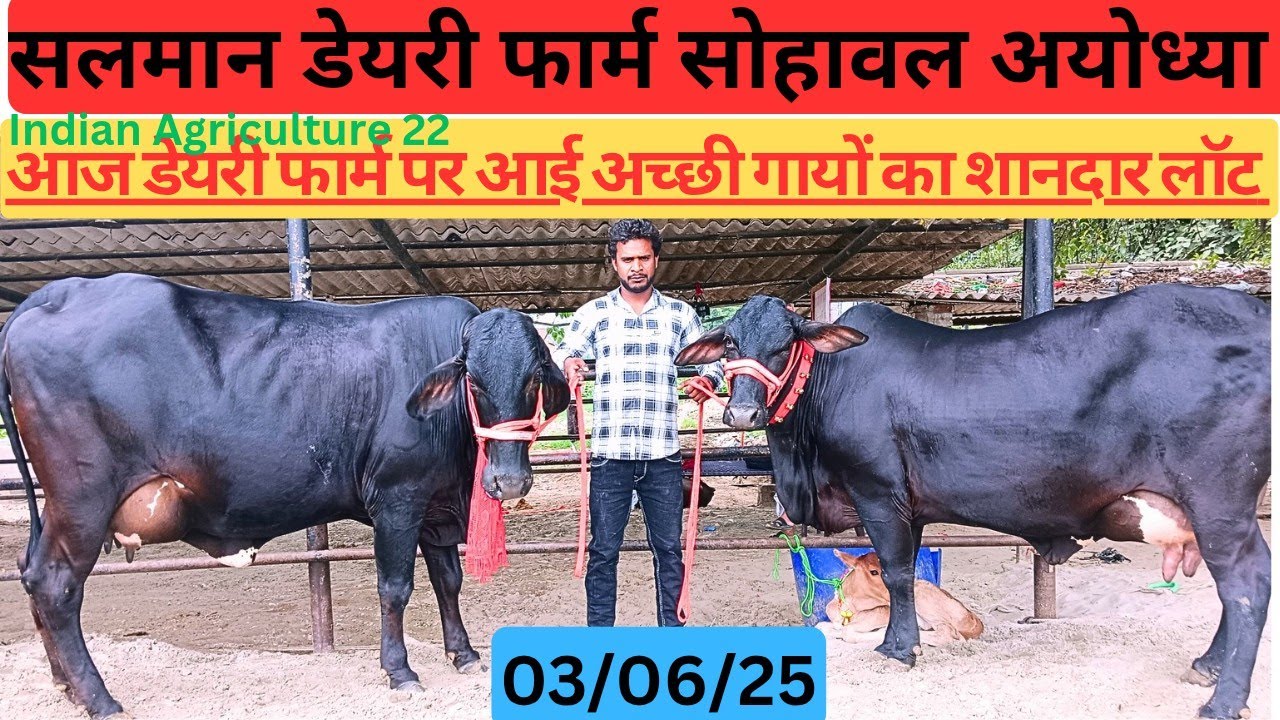 Salman Dairy Farm sohawal Ayodhya up