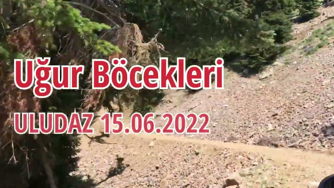 Uğur Böcekleri Uludaz #Uludaz #Uğurböcekleri